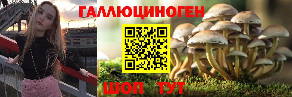 Псилоцибиновые грибы Cubensis Арзамас